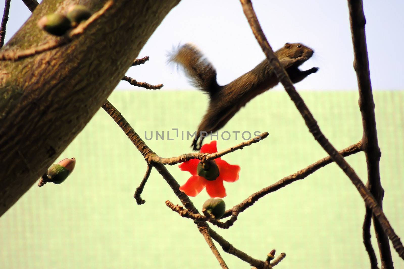 Kapok flower is the  squirrels's favorite food ,His scientific name is  Bomhax seiba