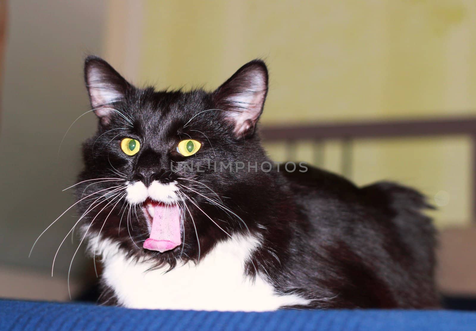 Portrait of black and white cat with long mustache yawns