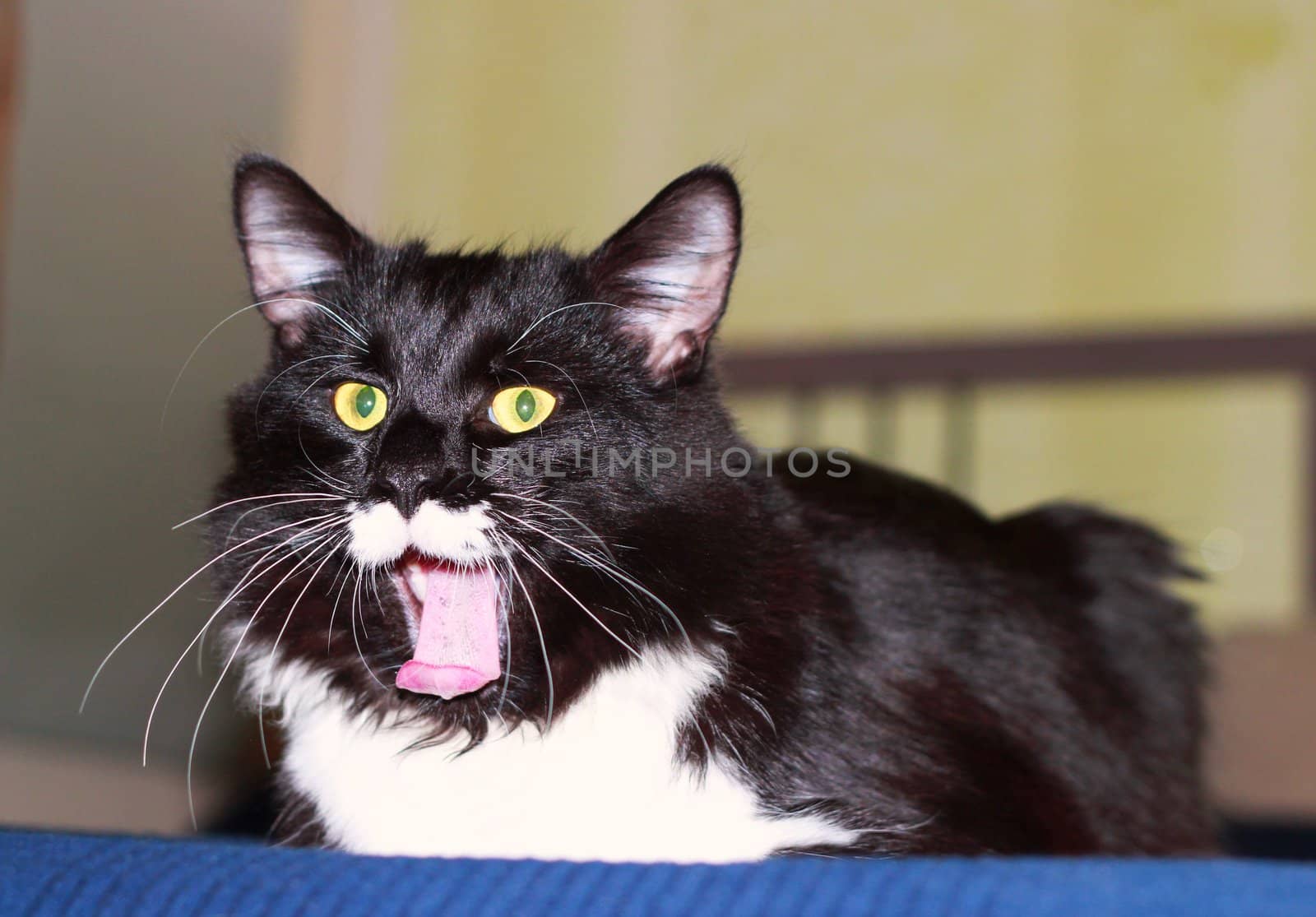 Black and white cat with long mustache by Metanna