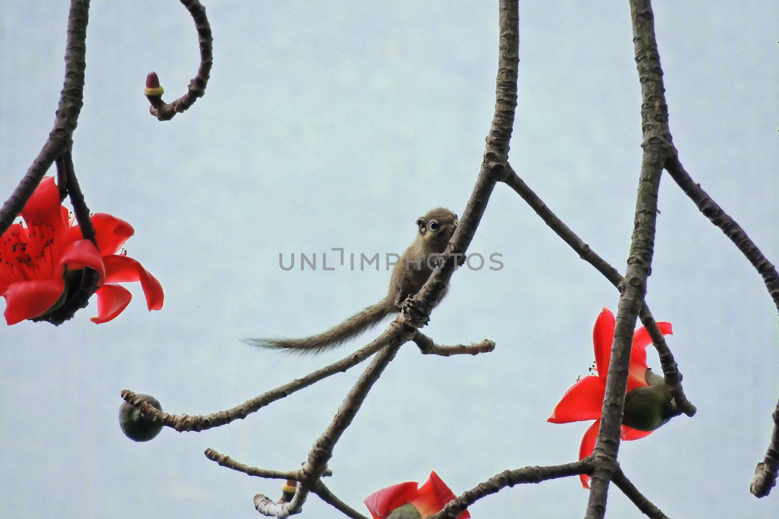 Kapok flower is the  squirrels's favorite food ,His scientific name is  Bomhax seiba