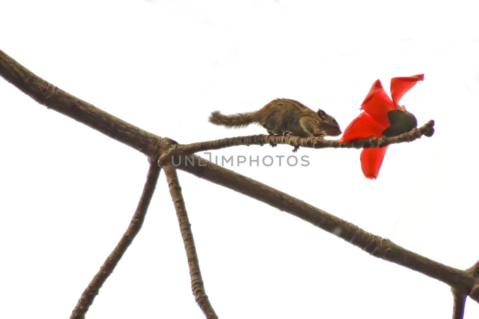 Kapok flower is the  squirrels's favorite food ,His scientific name is  Bomhax seiba