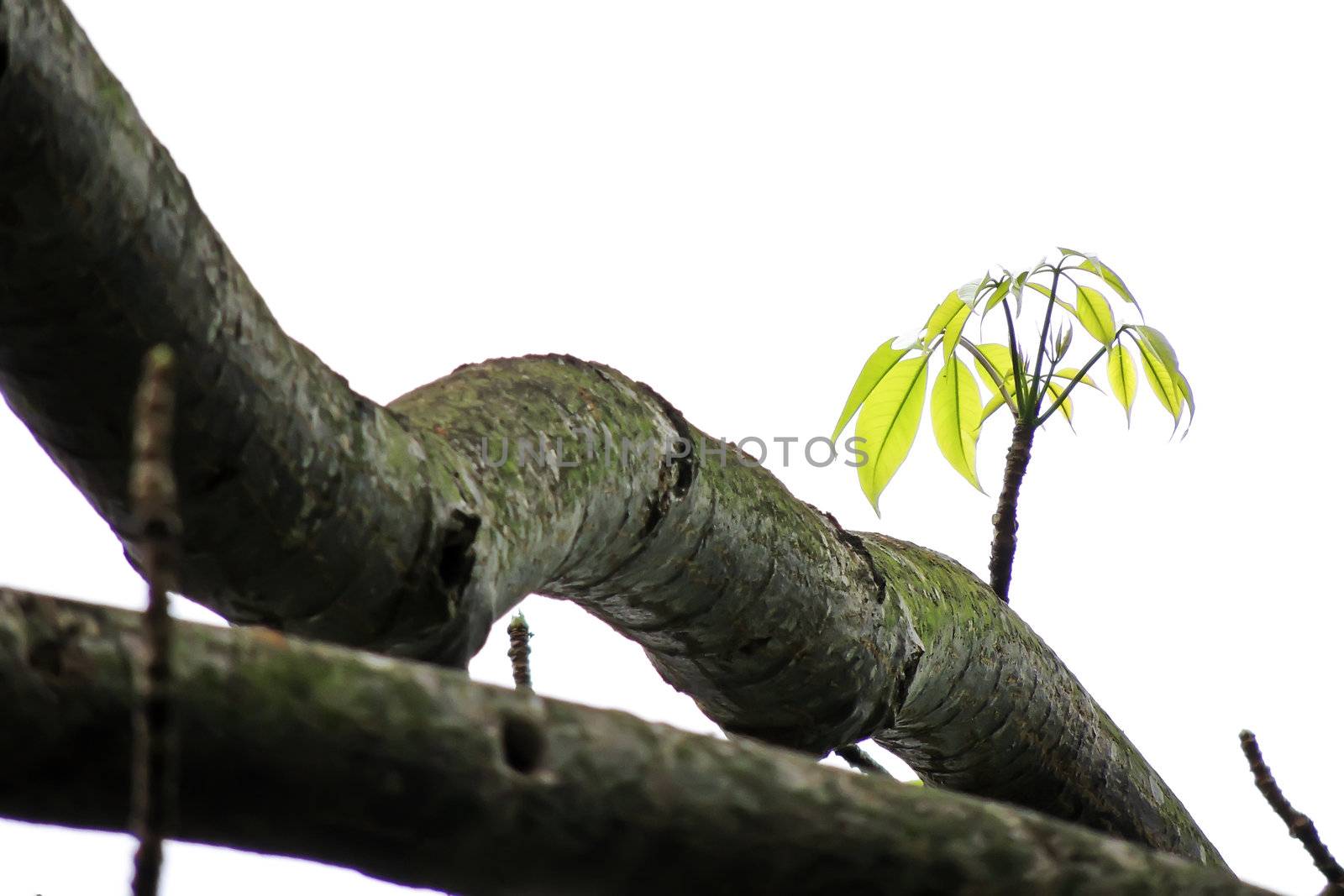 Kapok flower is the  squirrels's favorite food ,His scientific name is  Bomhax seiba