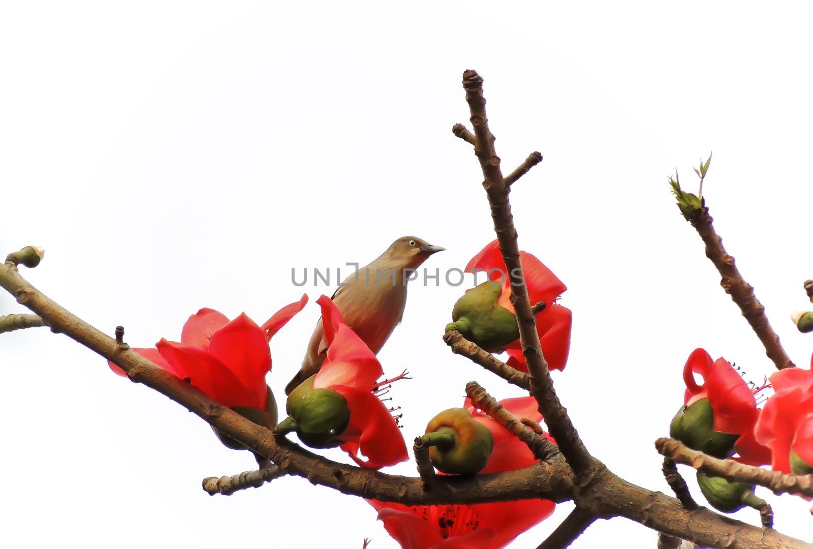 Kapok flower is the  bird's favorite food ,His scientific name is  Bomhax seiba