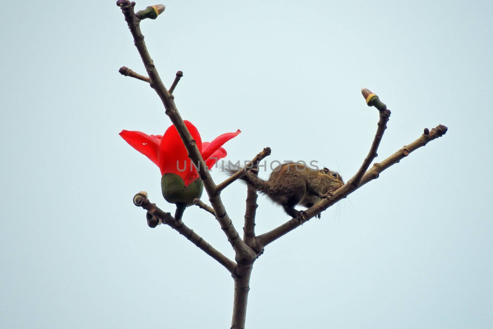 Kapok flower is the  squirrels's favorite food ,His scientific name is  Bomhax seiba