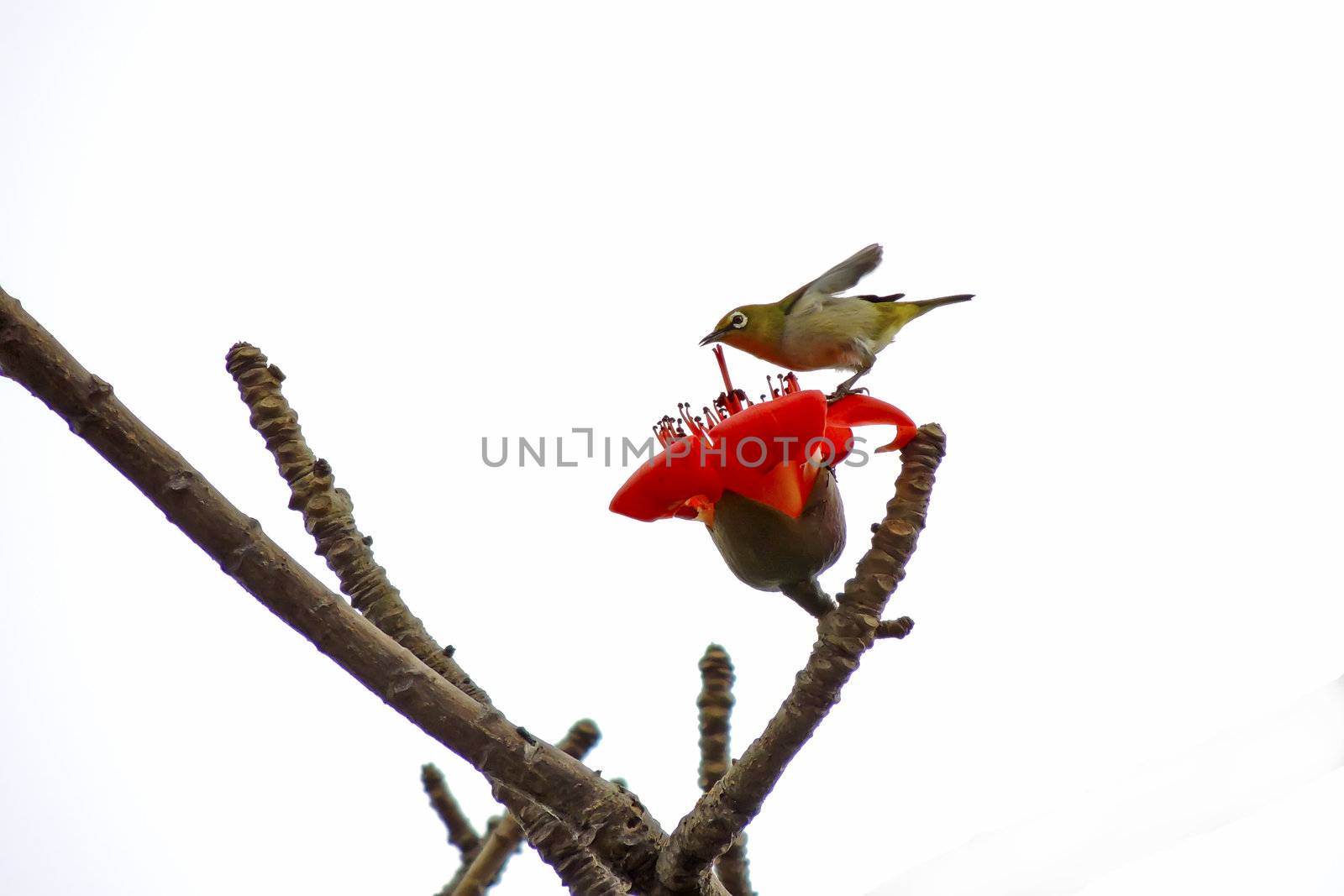 Kapok flower is the  bird's favorite food ,His scientific name is  Bomhax seiba