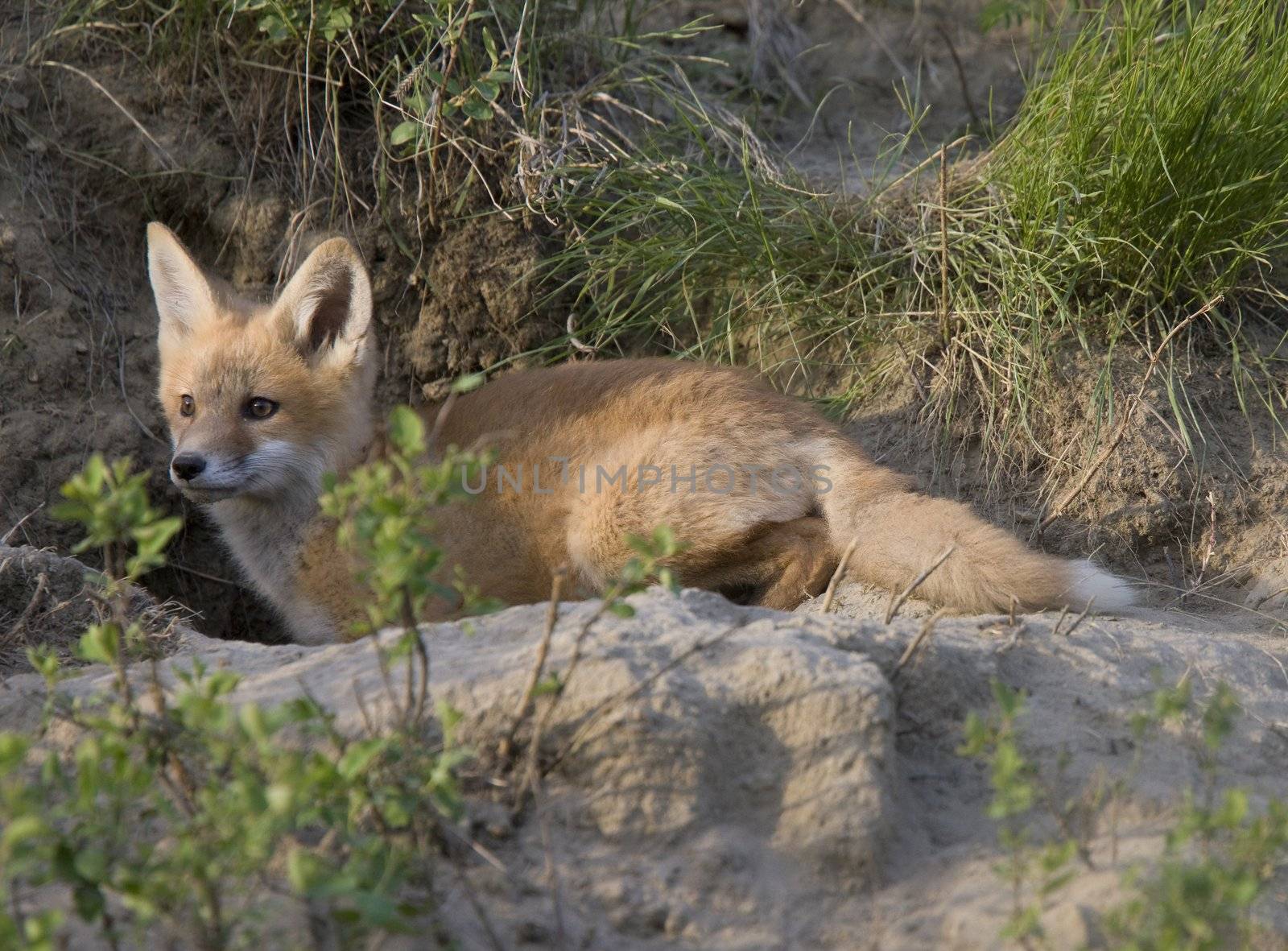 Young Fox Kit by pictureguy