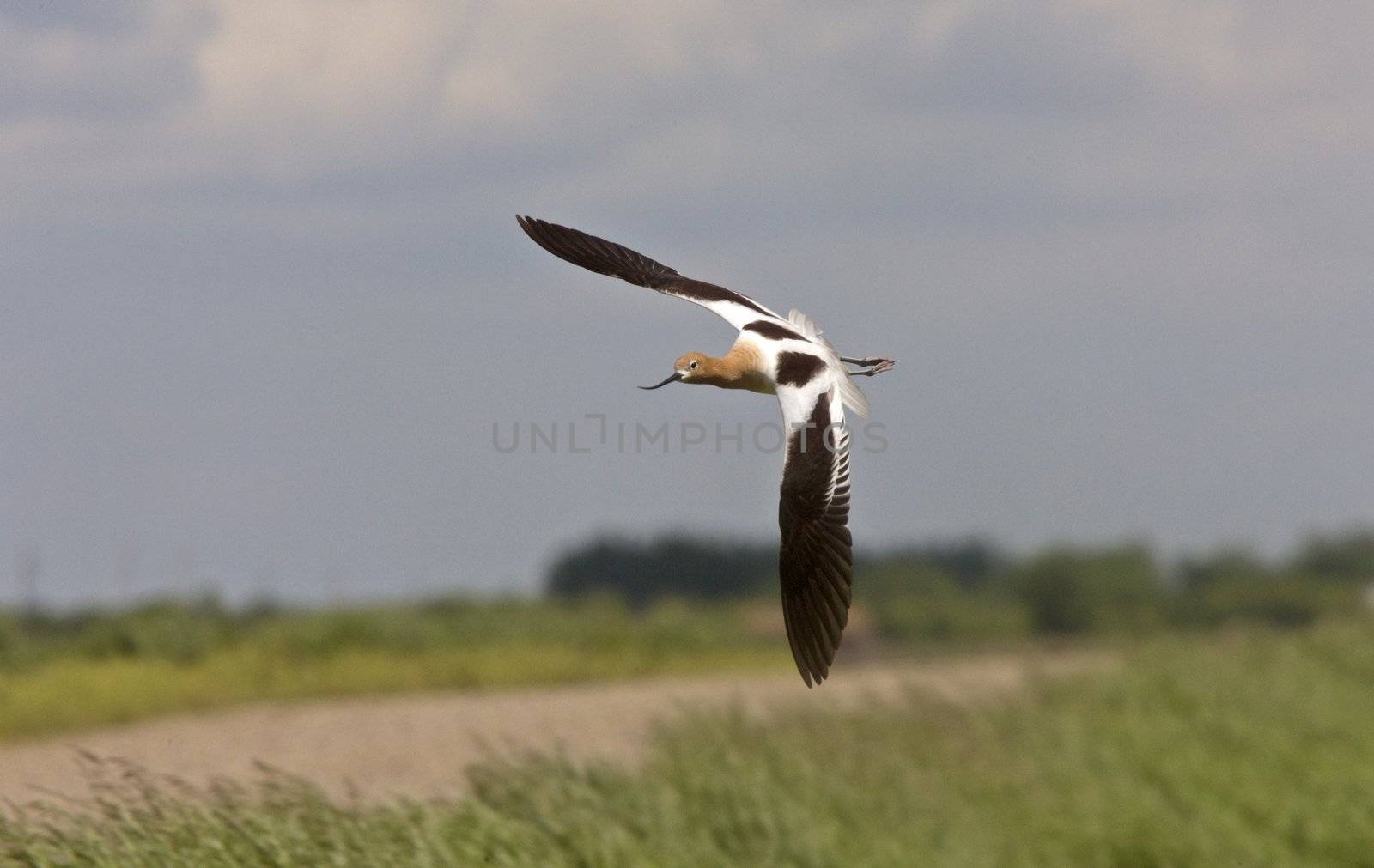 Avocet in Saskatchewan Canada spring beauty colorful