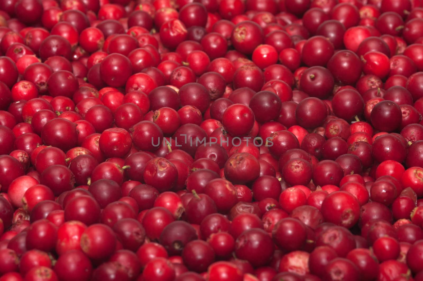 Background from berries of a red ripe cowberry.