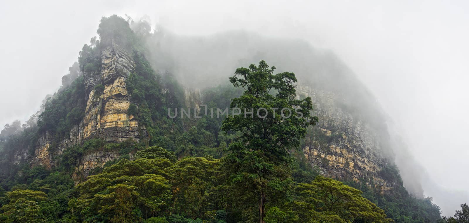 Panoramic view of lush mist shrouded cloud forest in Cundinamarca, Colombia
