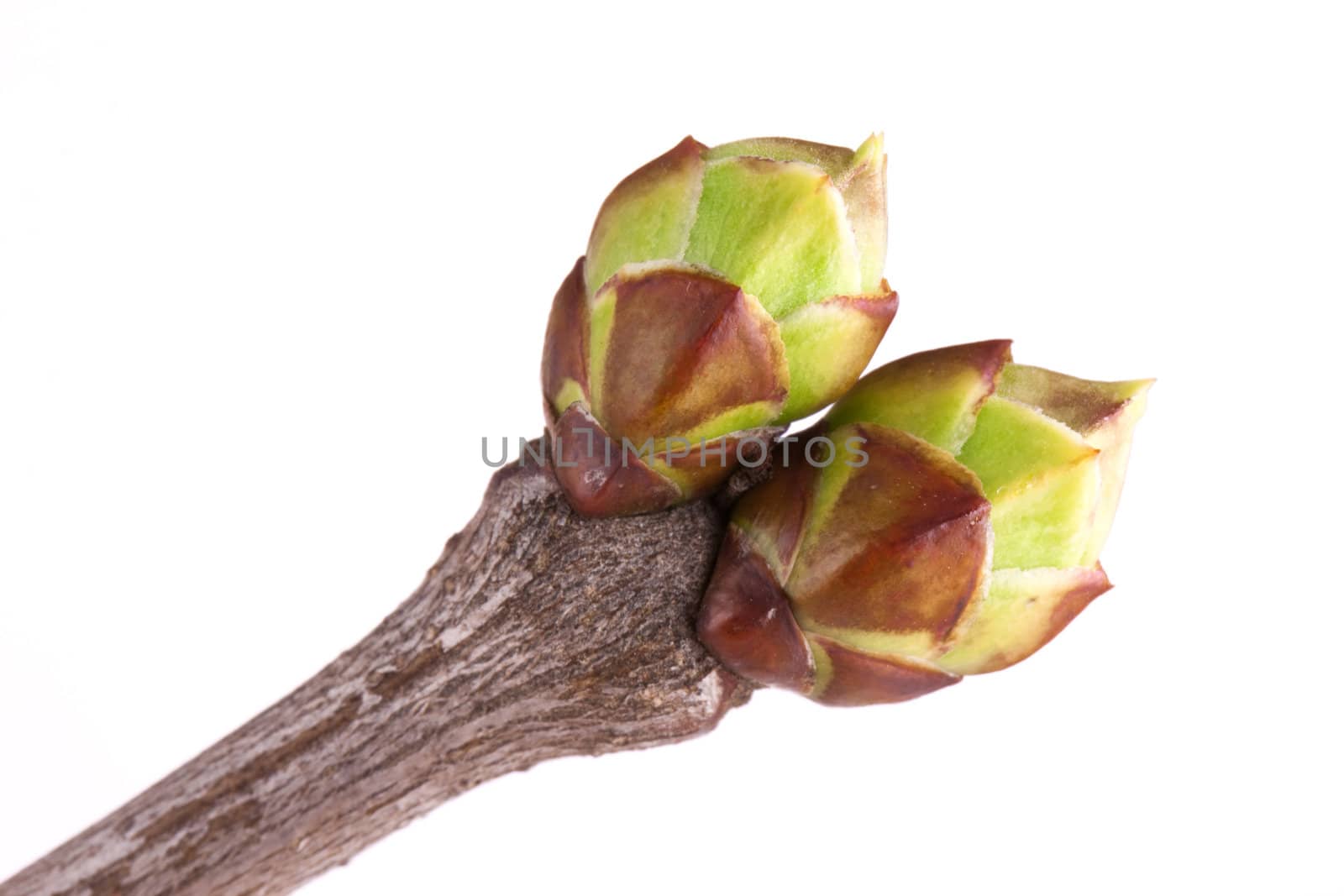Buds of lilac isolated on white background
