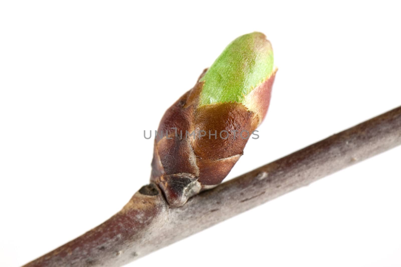 Cherry bud isolated on white background