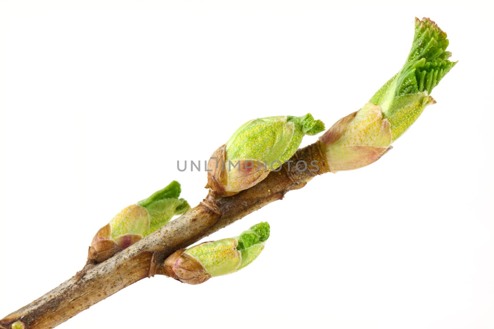 Currant buds isolated on white background