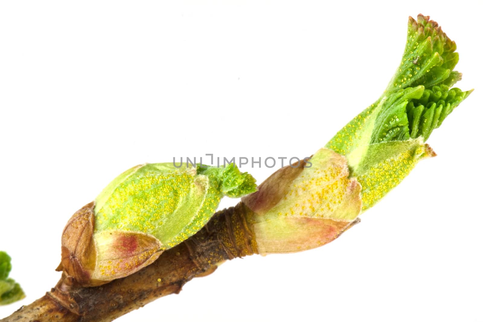 Currant buds isolated on white background