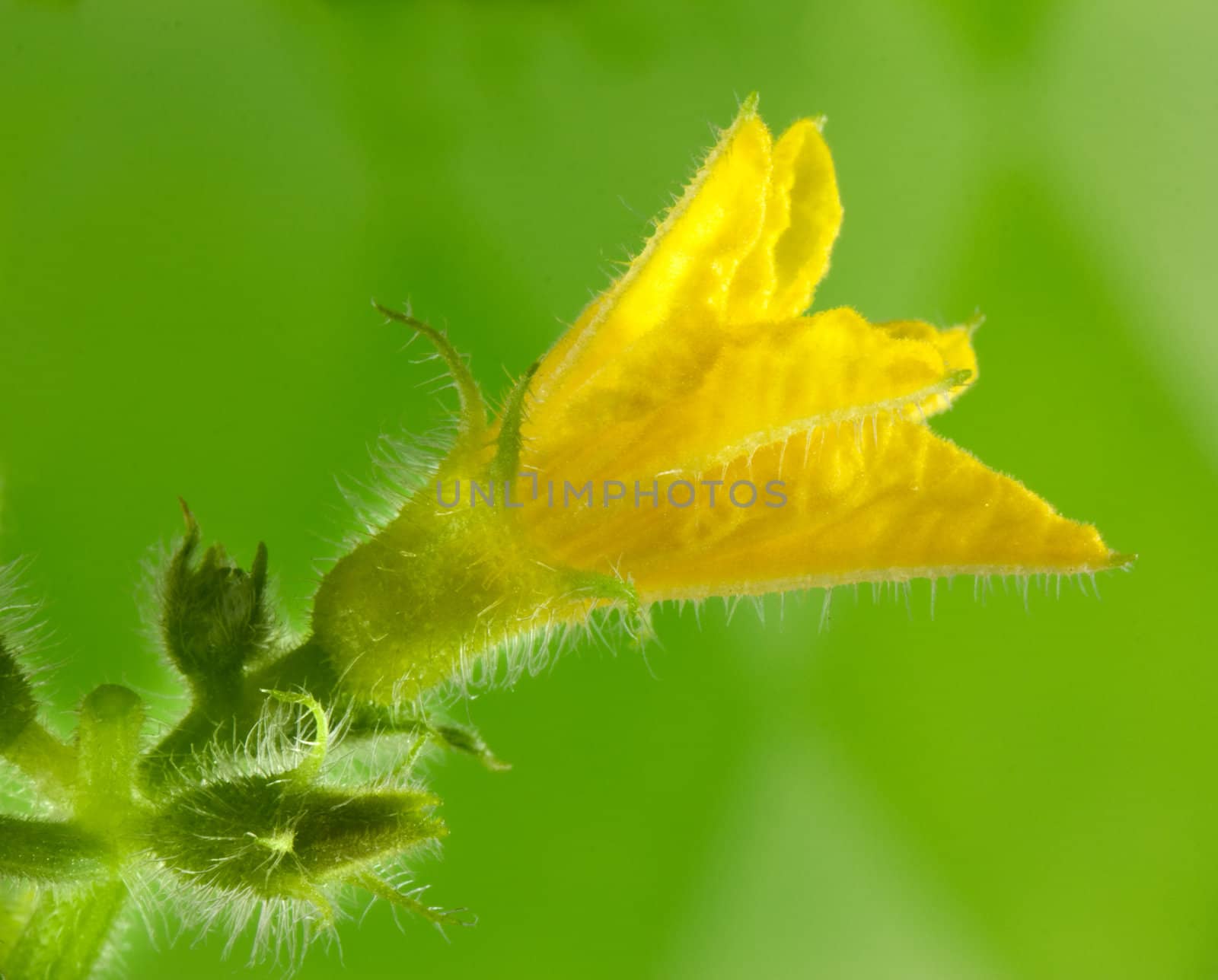 Cucumber flower