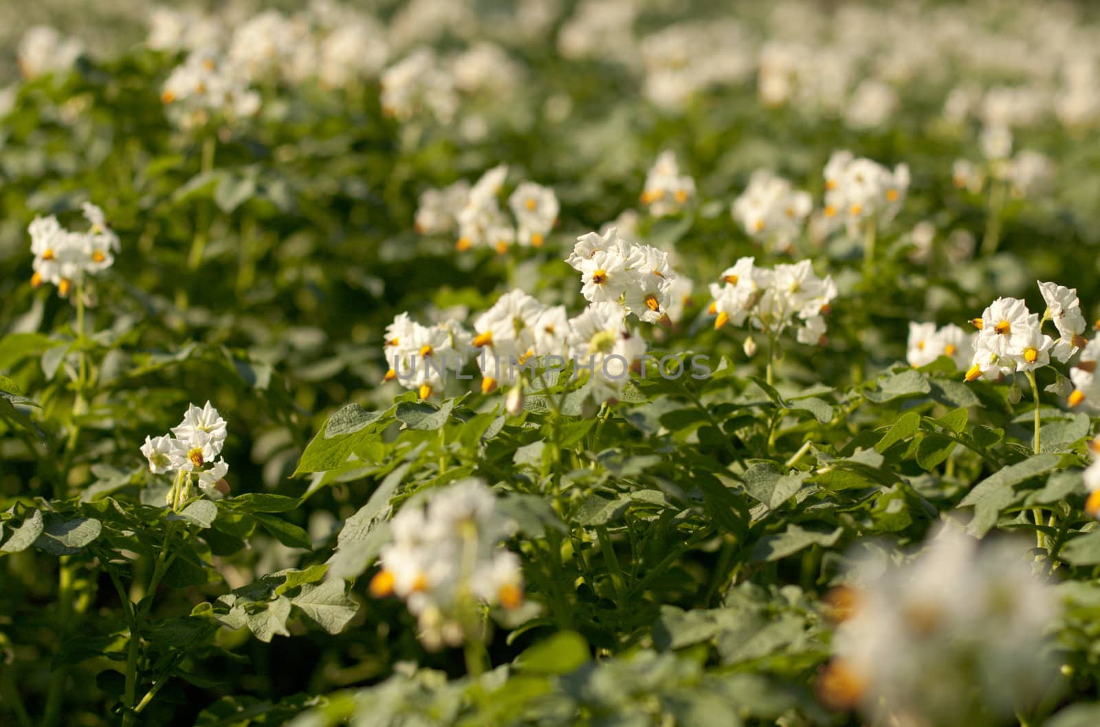 Flowers potatoes with shallow depth of field