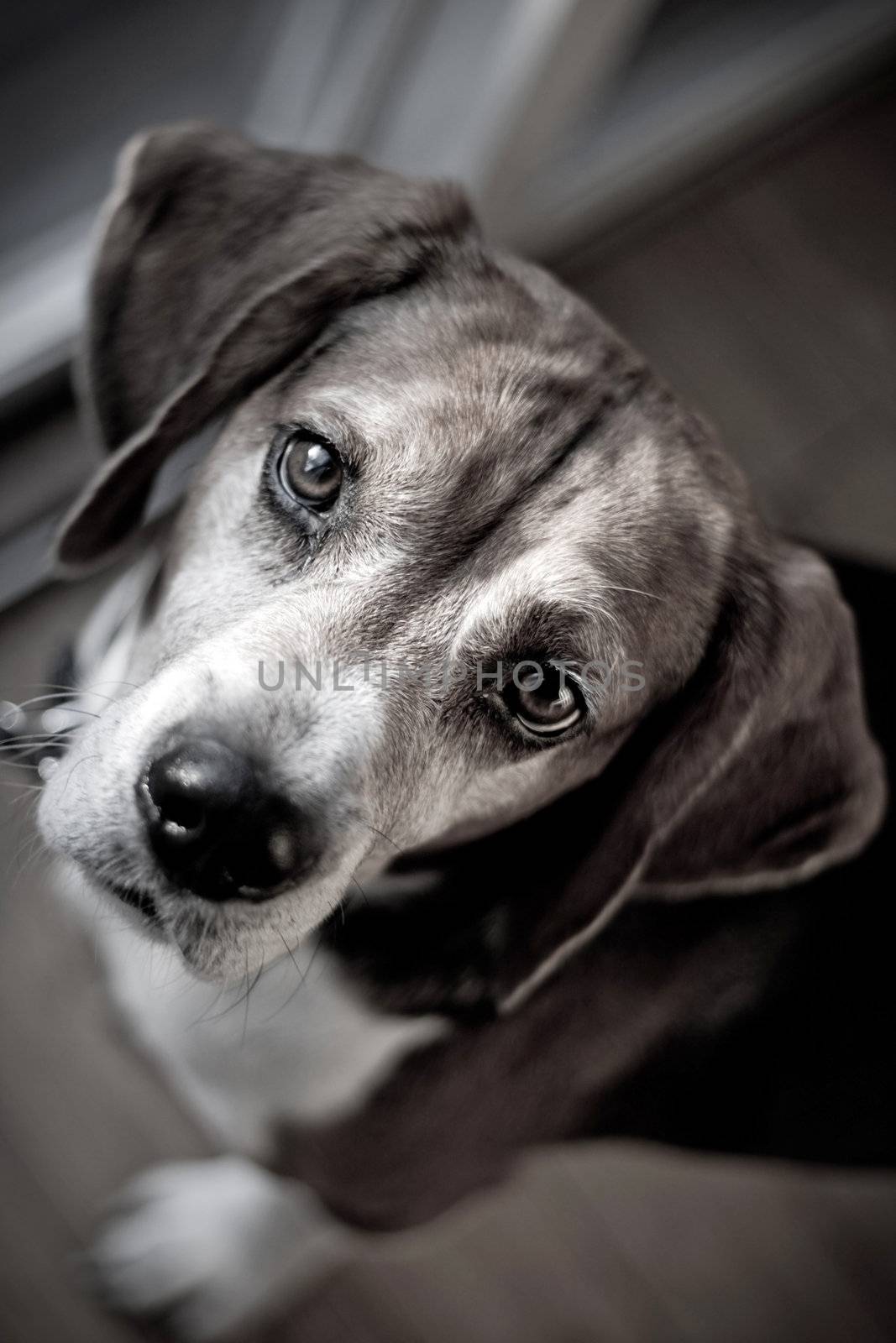 Cute beagle dog looking at the viewer with muted color.  Shallow depth of field.