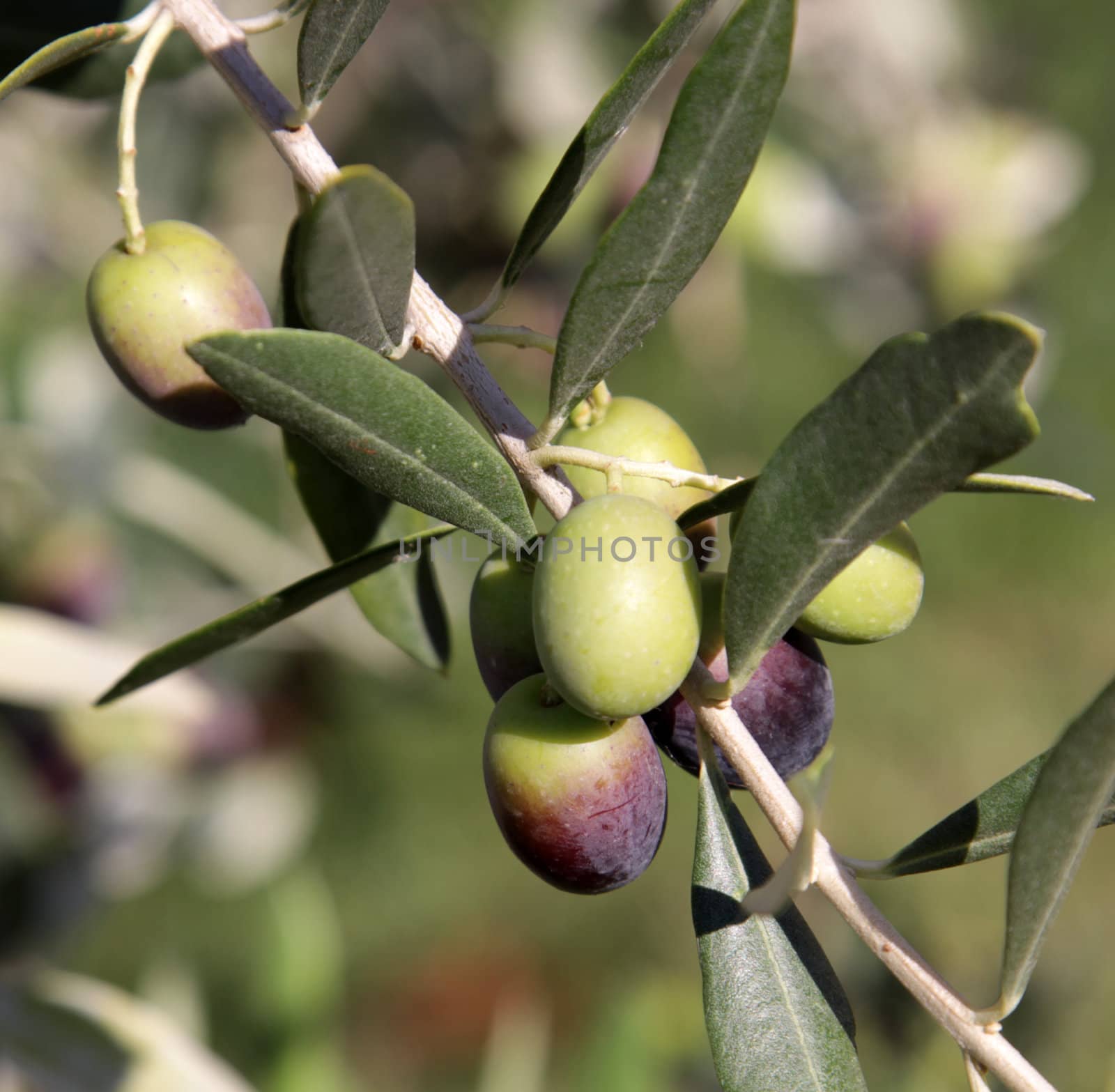 Olive Cluster
 by ca2hill