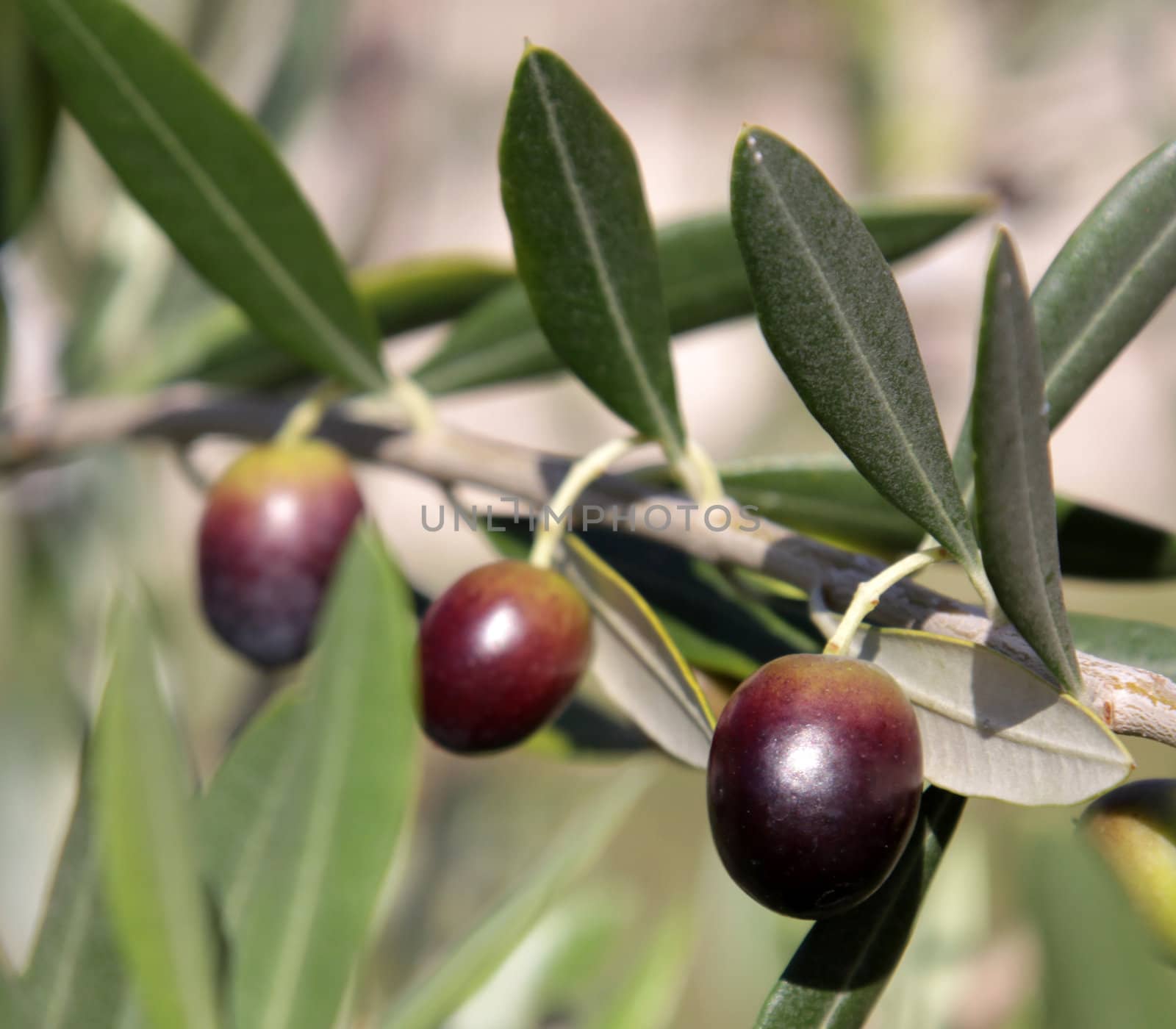 Olives still on the branch of an Olive tree in Italy.

