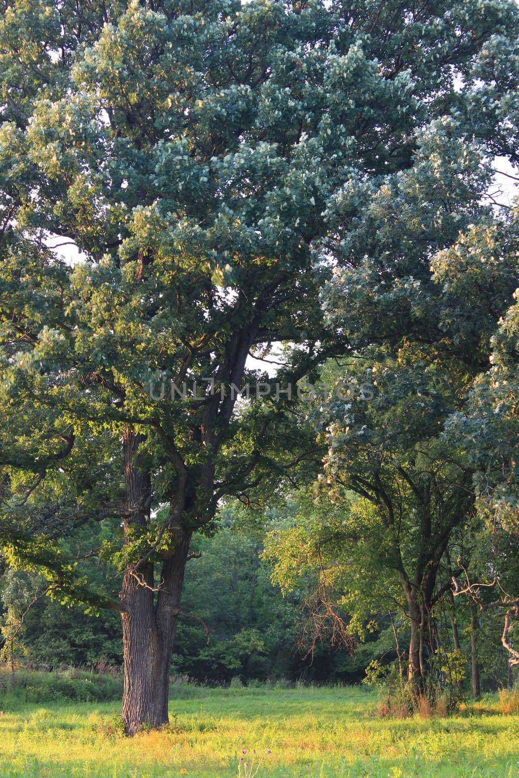 Oak Savanna in Illinois by Wirepec