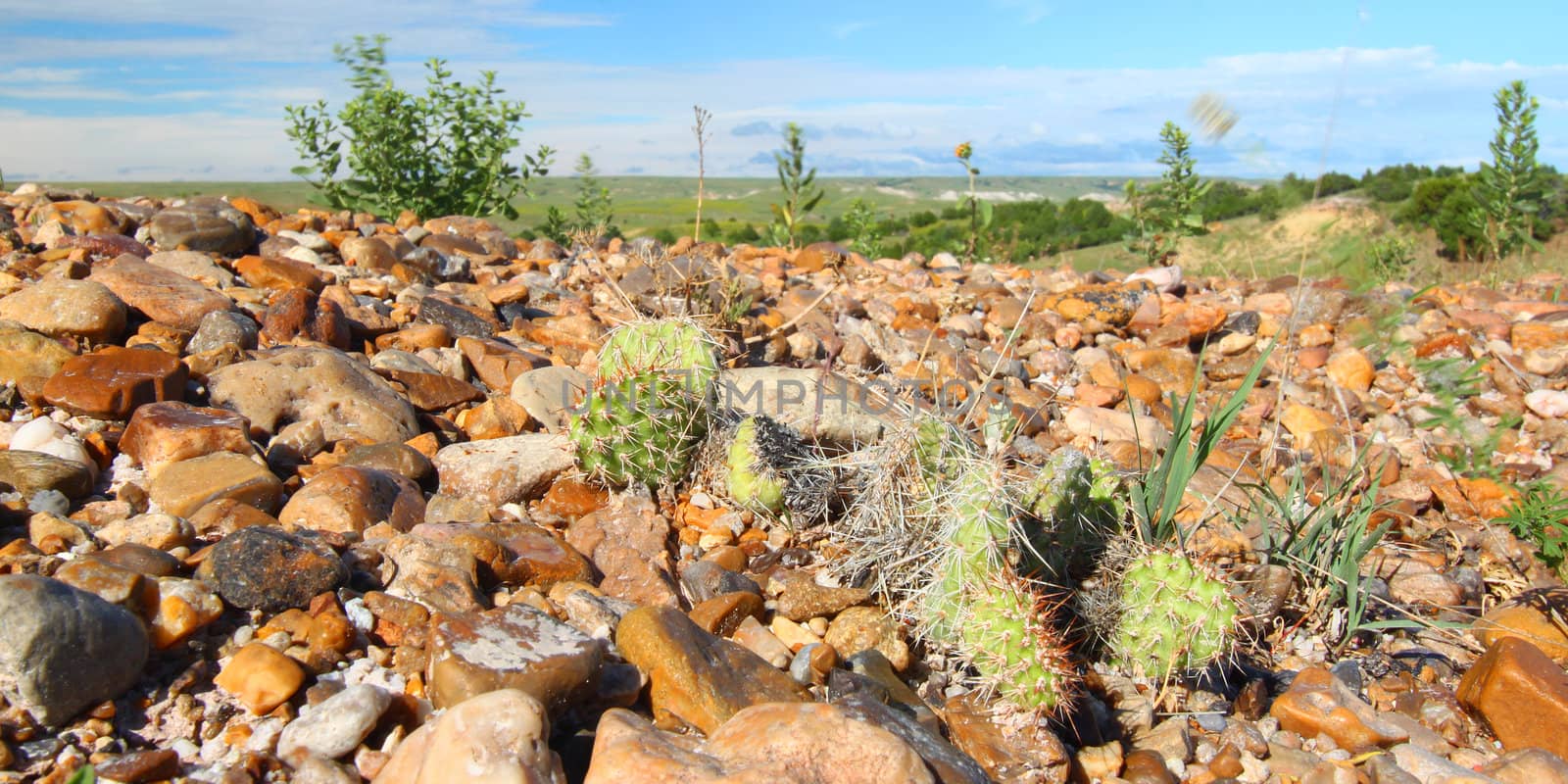 Badlands National Park Cacti by Wirepec