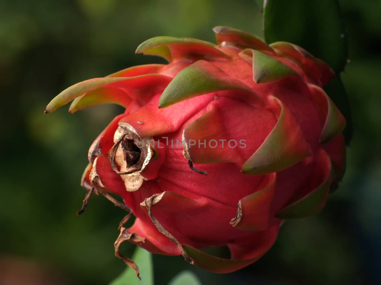 Dragon fruit (Hylocercus undatus, Family Cactaceae) also know as pitaya or pitahaya