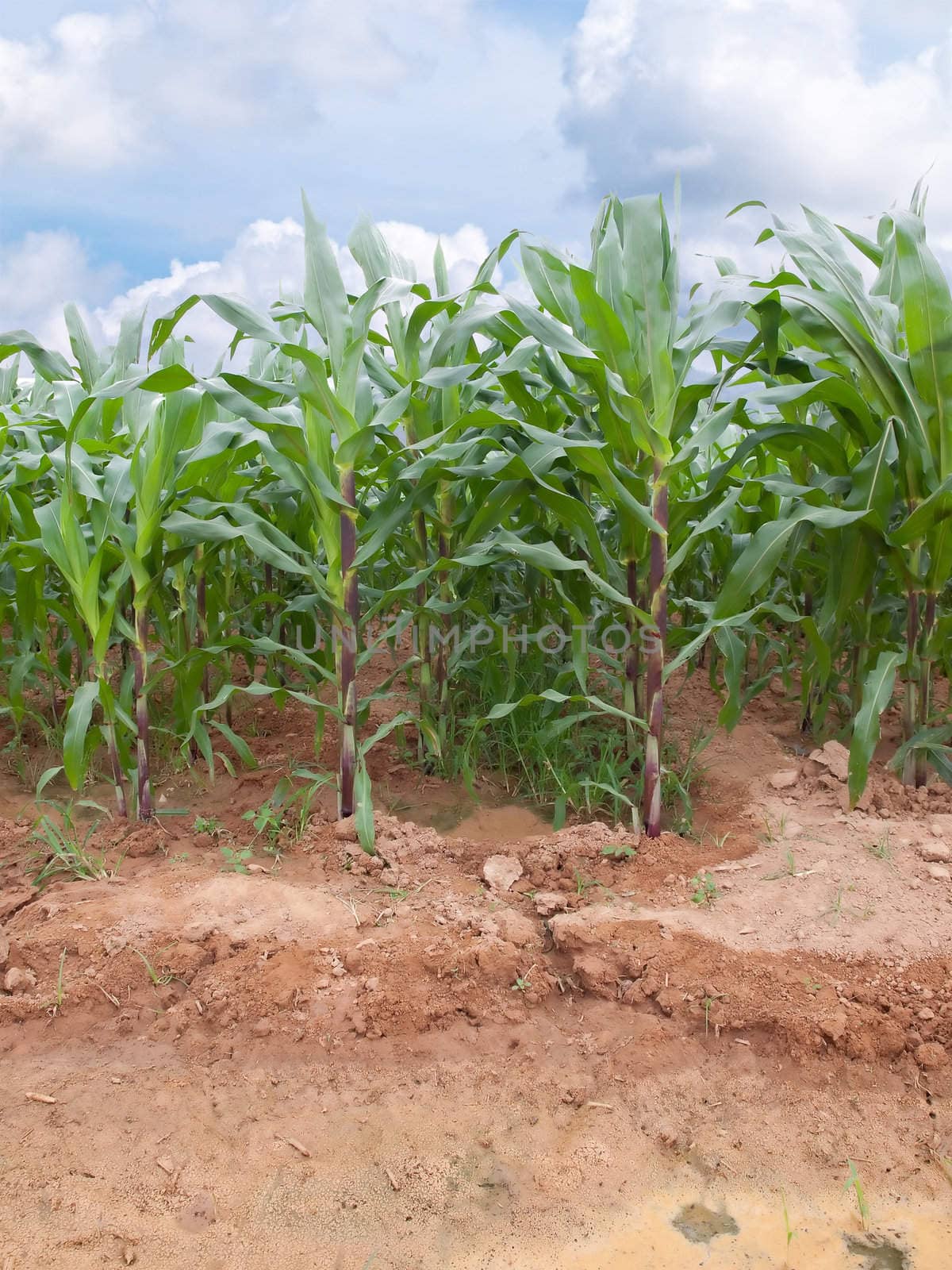 Rows of young corn plants on a farm 