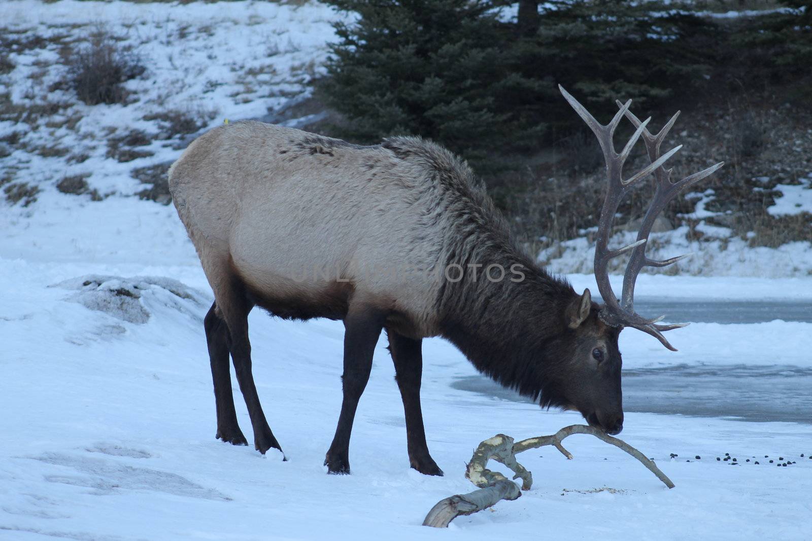 Large Bull Elk Eating Bark by hicster