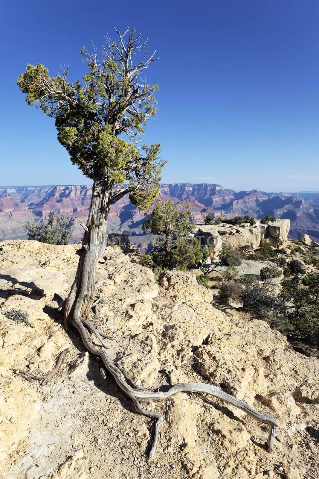tree in front of Grand Canyon, USA