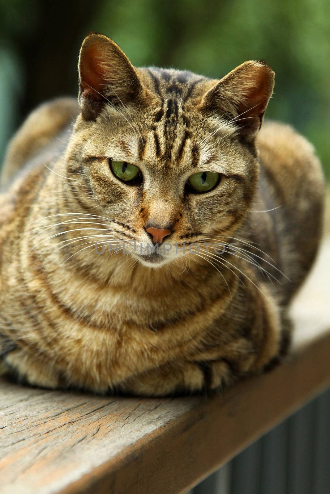 Cat looking and sitting