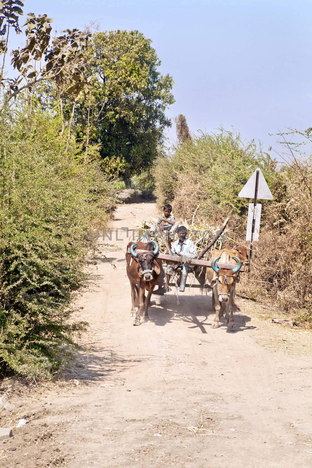 Farm workers riding on a bullock cart transporting their produce along a dirt track lined with bushes and trees to the markets through the countryside in Gujarat, India