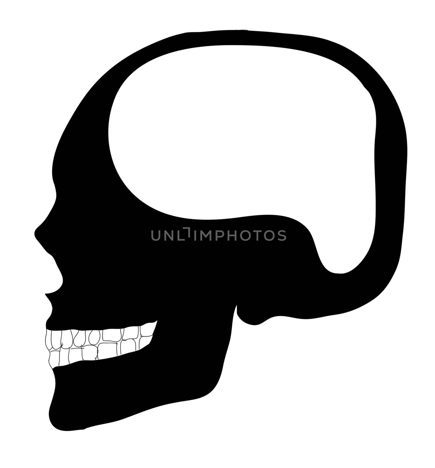 human skull by rufous