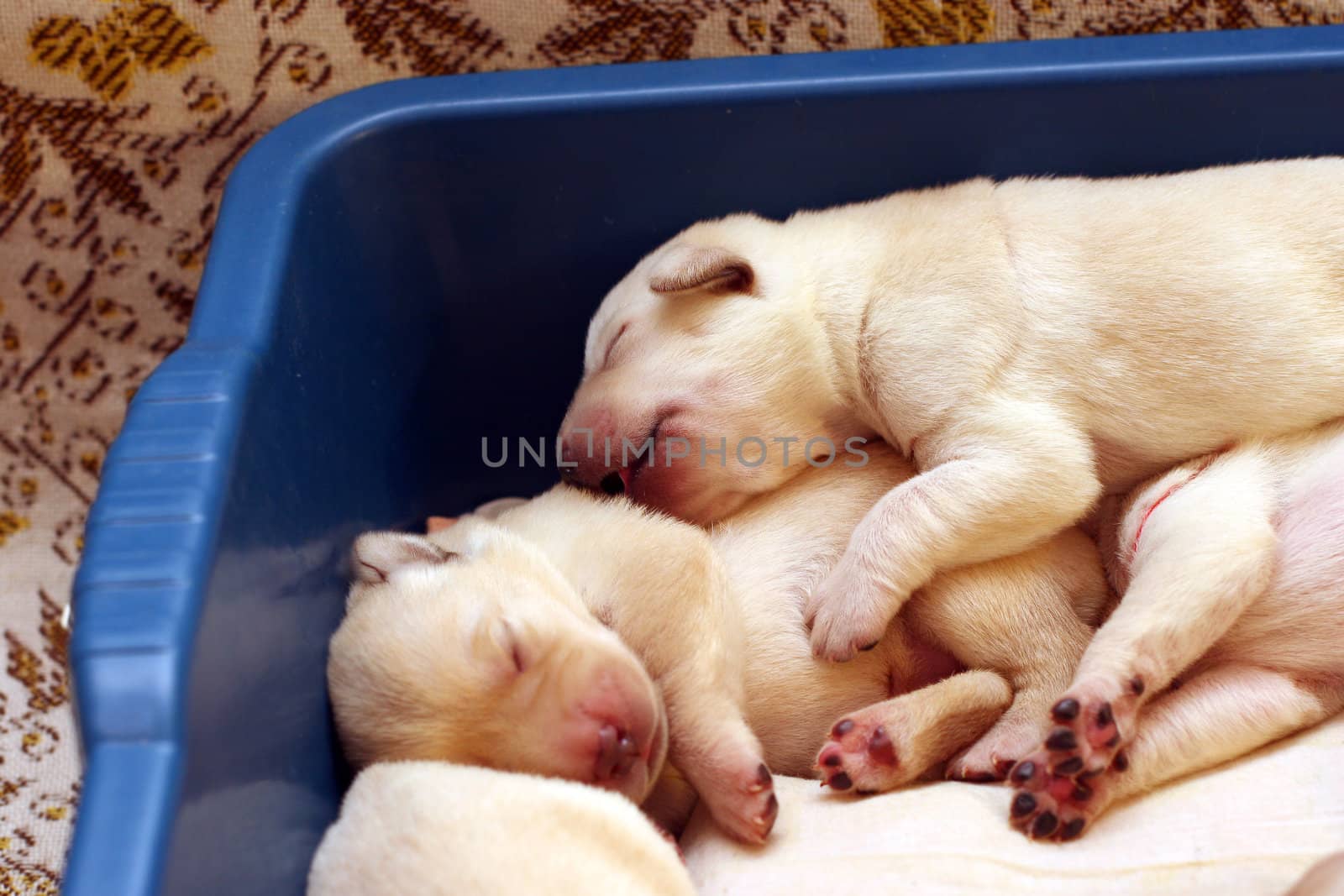 yellow labrador puppies newborn in the blue box