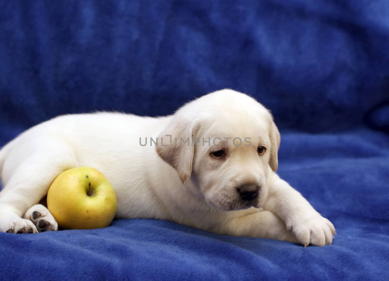 yellow labrador puppy with green apple on blue background