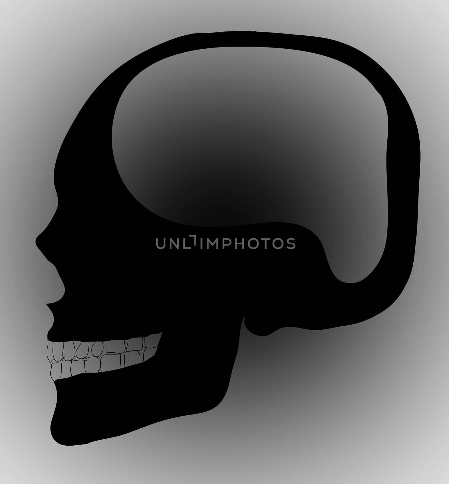 human skull by rufous