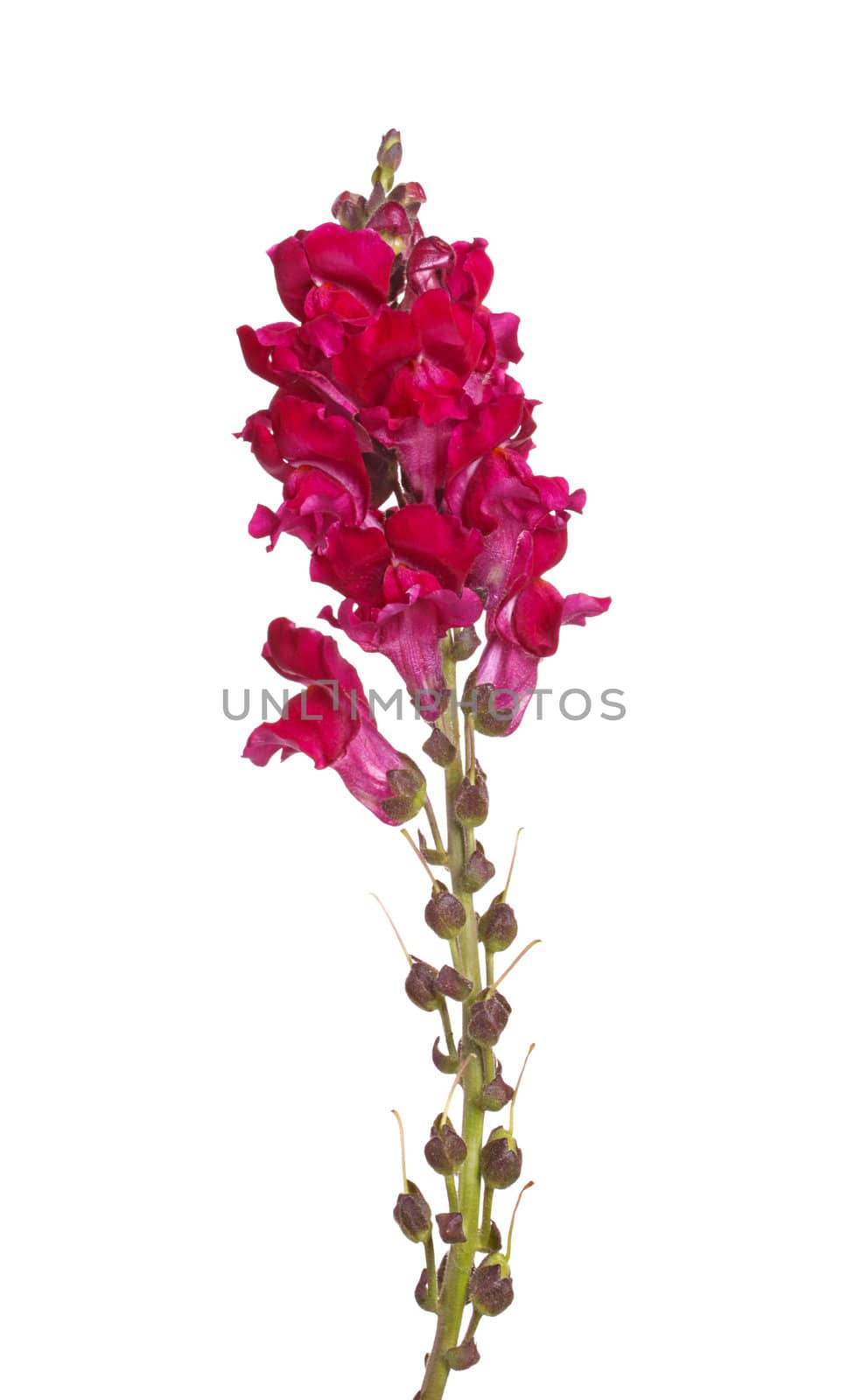 Single stem with red flowers of snapdragon (Antirrhinum majus) isolated against a white background