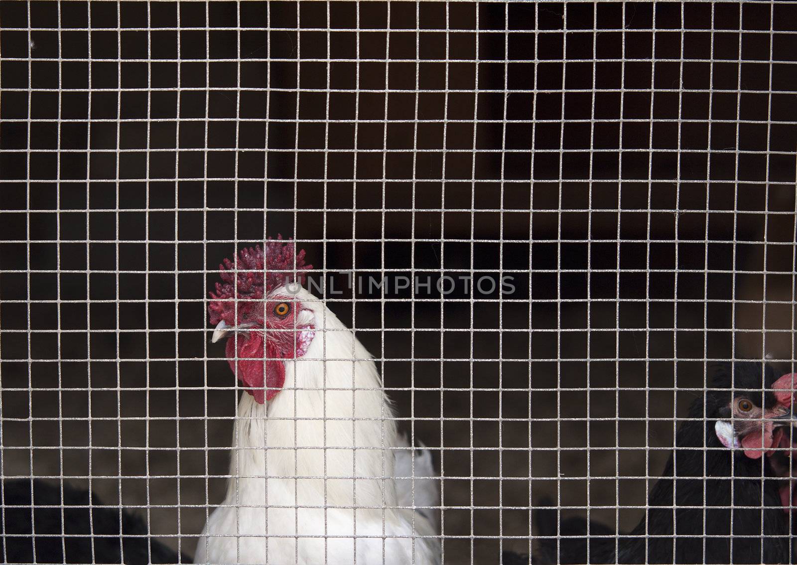 Caged hen by annems