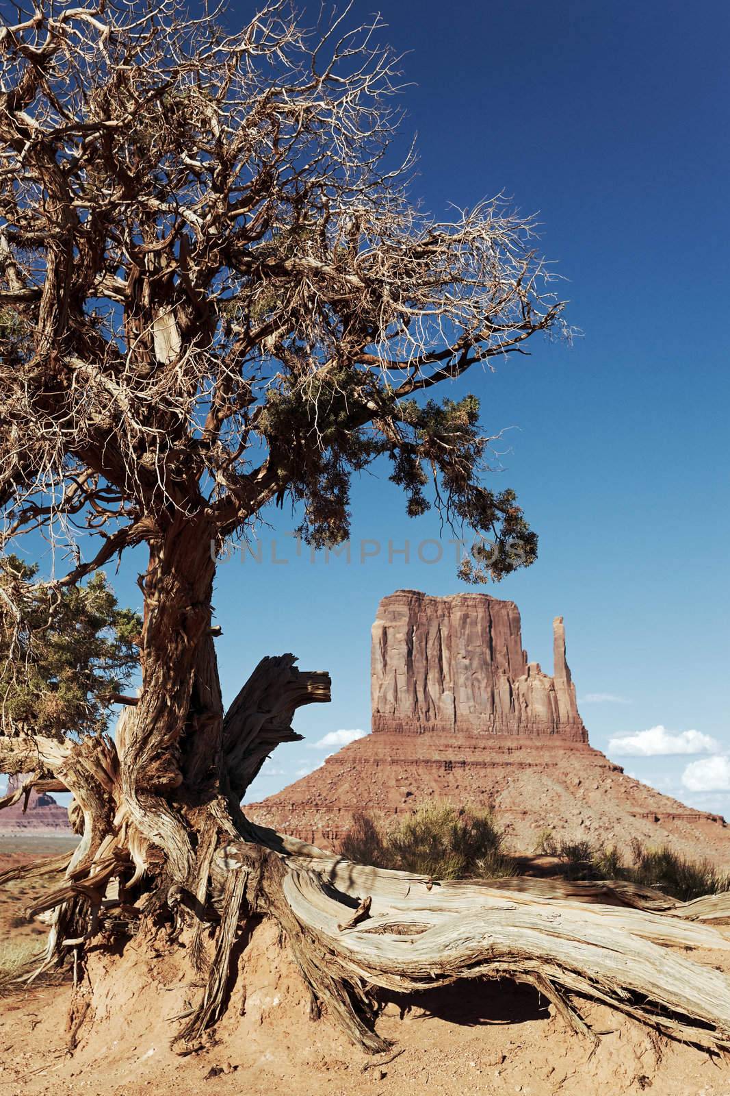 tree and Monument Valley Navajo Tribal Park, Arizona. 