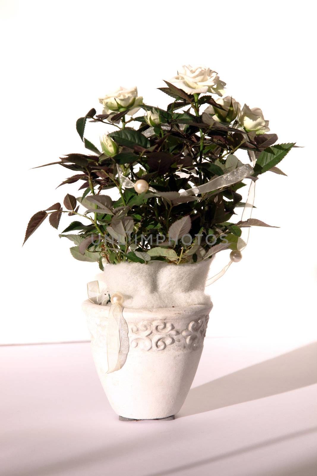 white roses in pots - horizontal format
