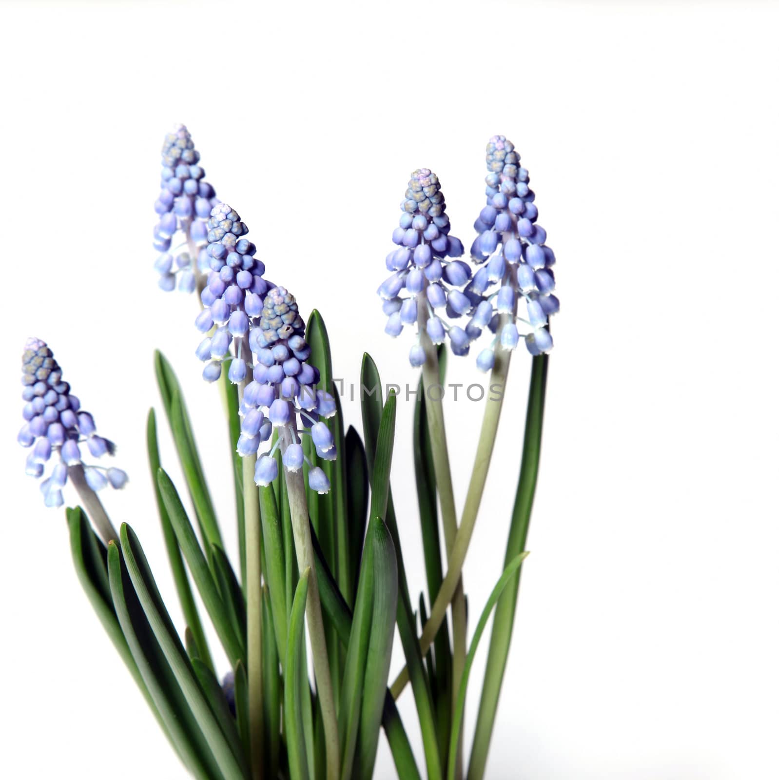 Lavender - Closeup by Farina6000