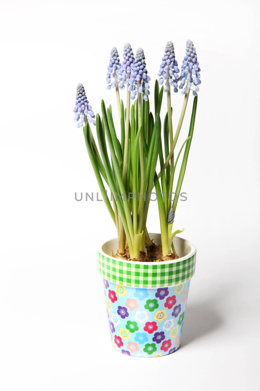Lavender colored pot by Farina6000