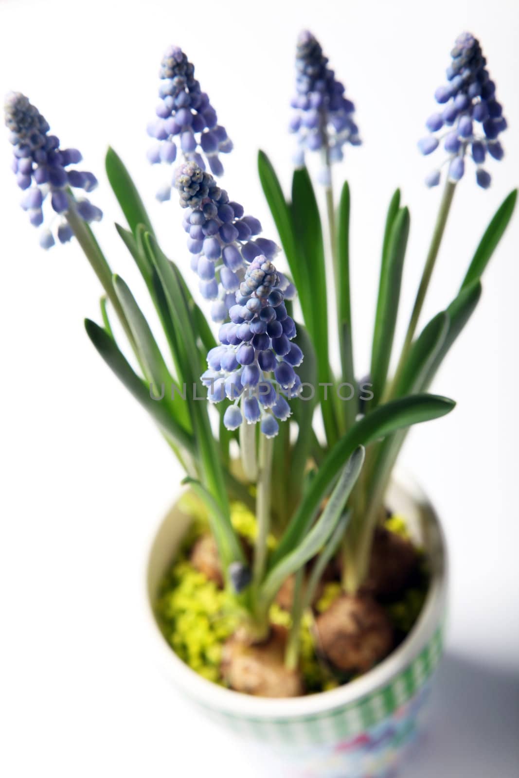 Closeup of lavender in a colorful pot from above