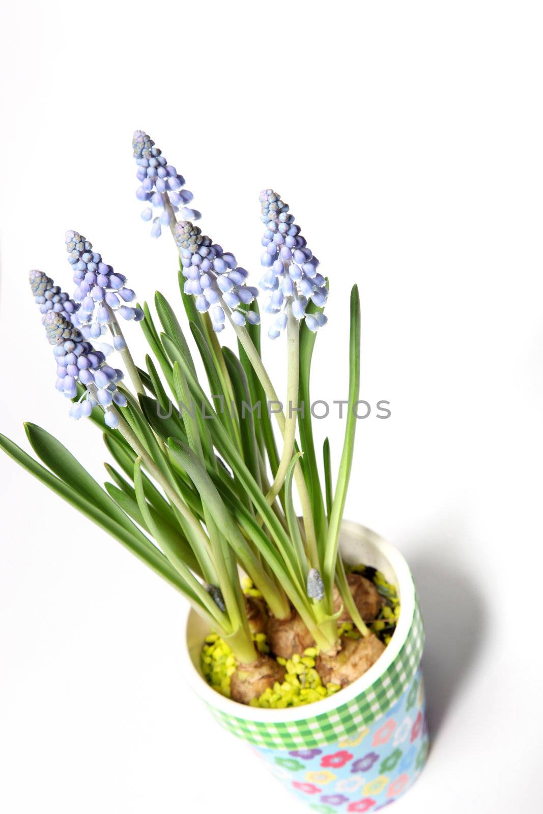 Lavender in a colorful pot from the top on a white background