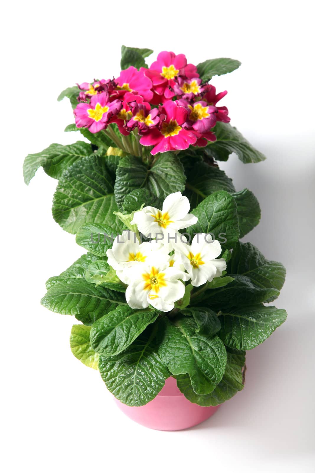 Spring primroses against a white background by Farina6000