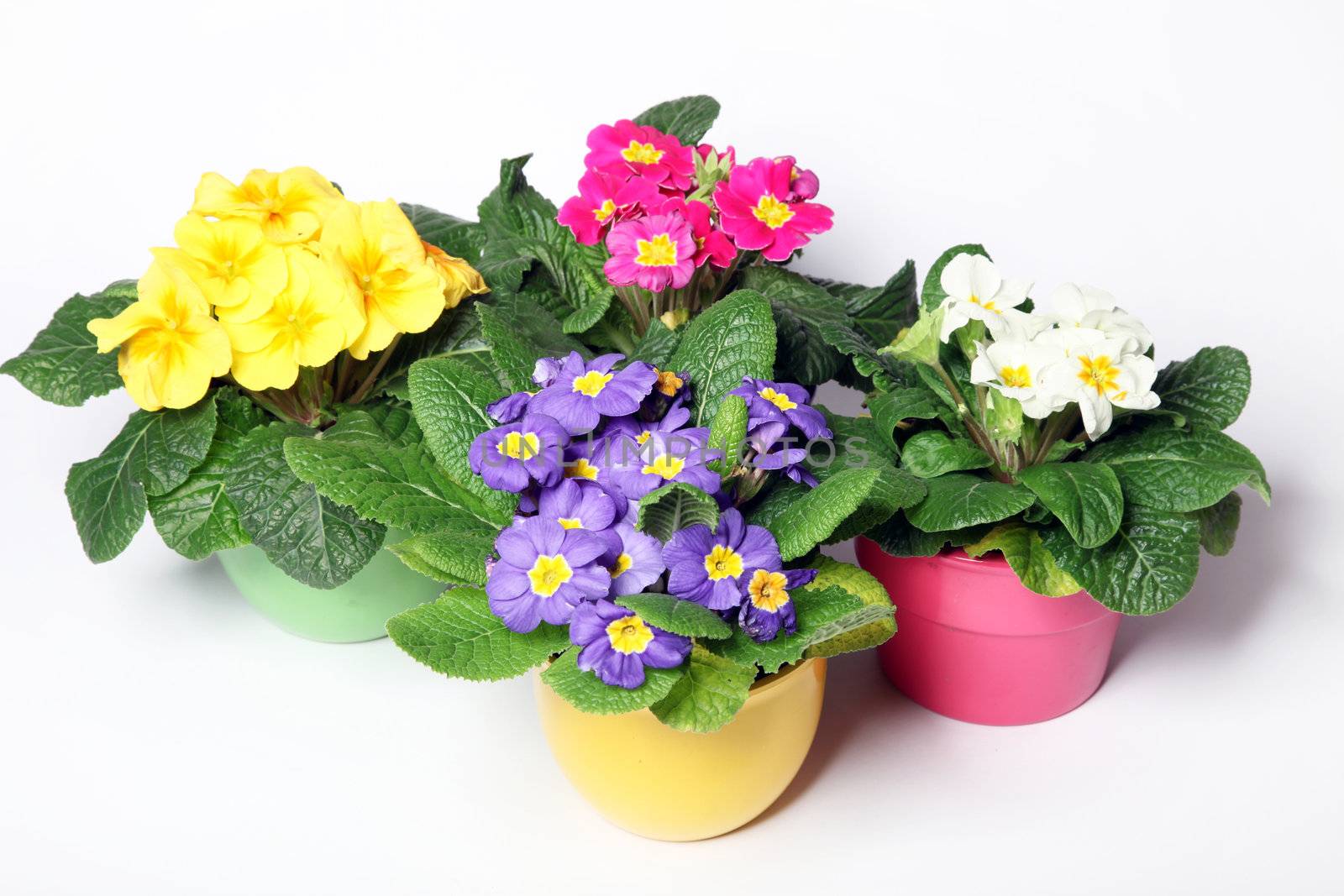 Primroses in colorful pots on a white background