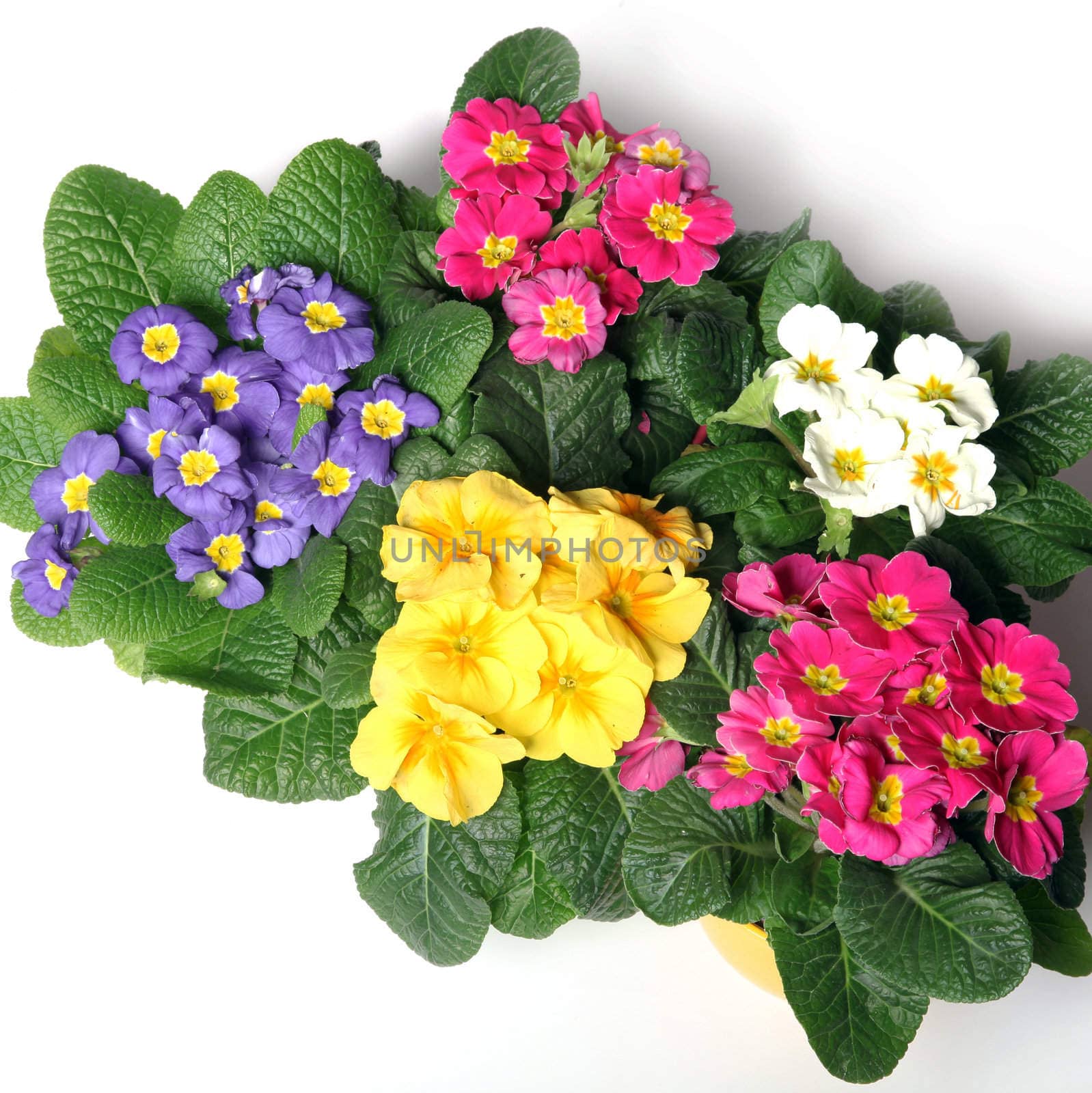 Colorful primroses from the top - square - on a white background