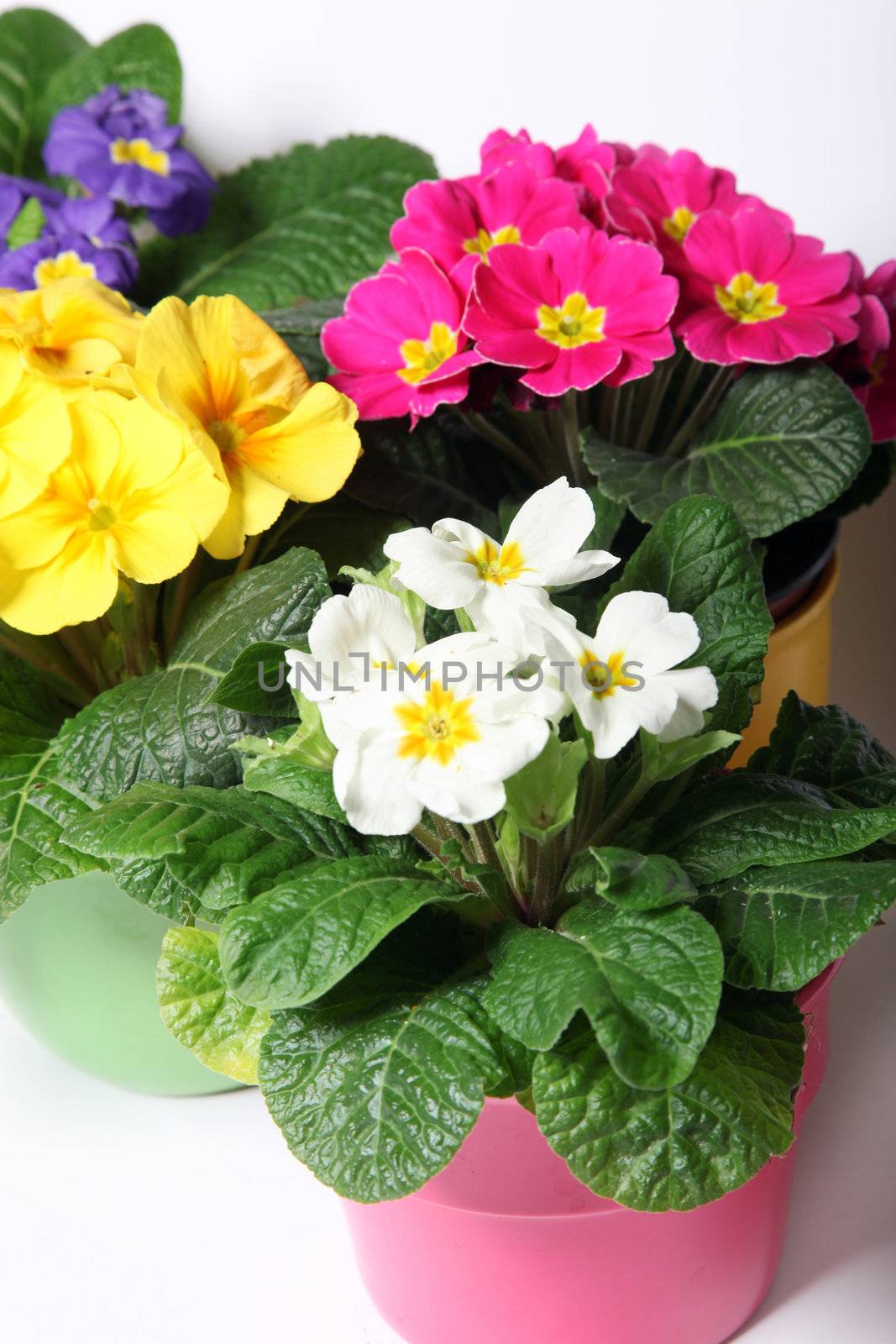 Colorful primroses in colorful pots by Farina6000
