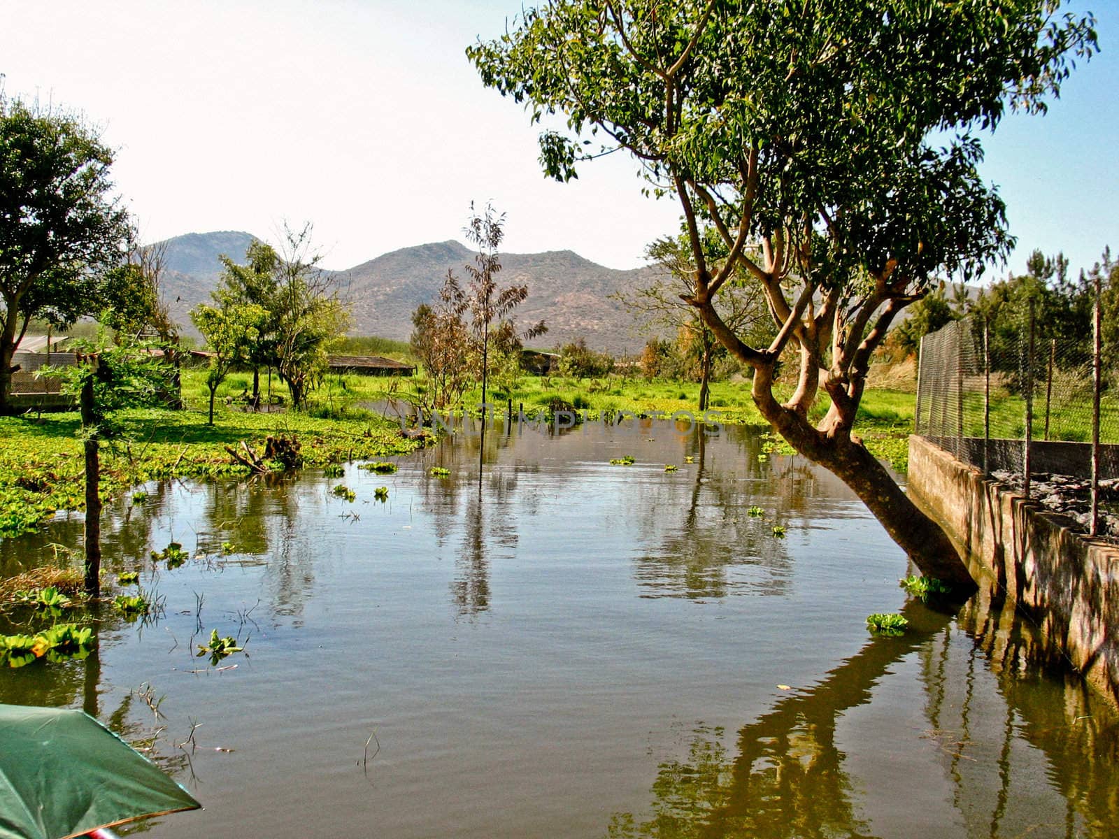 lush green vegitation by the side of the overflooded marshlands