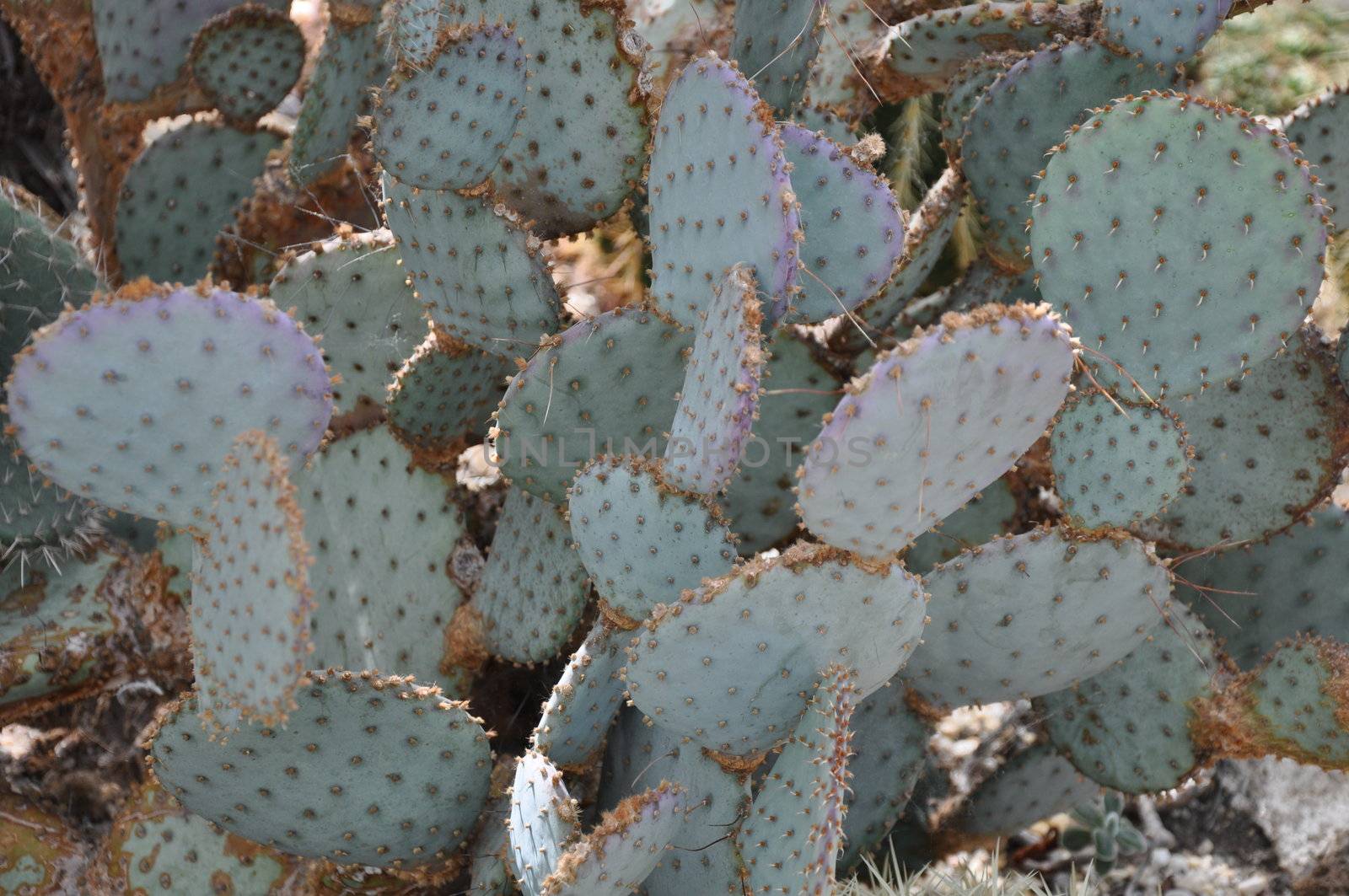 Cactus Plant