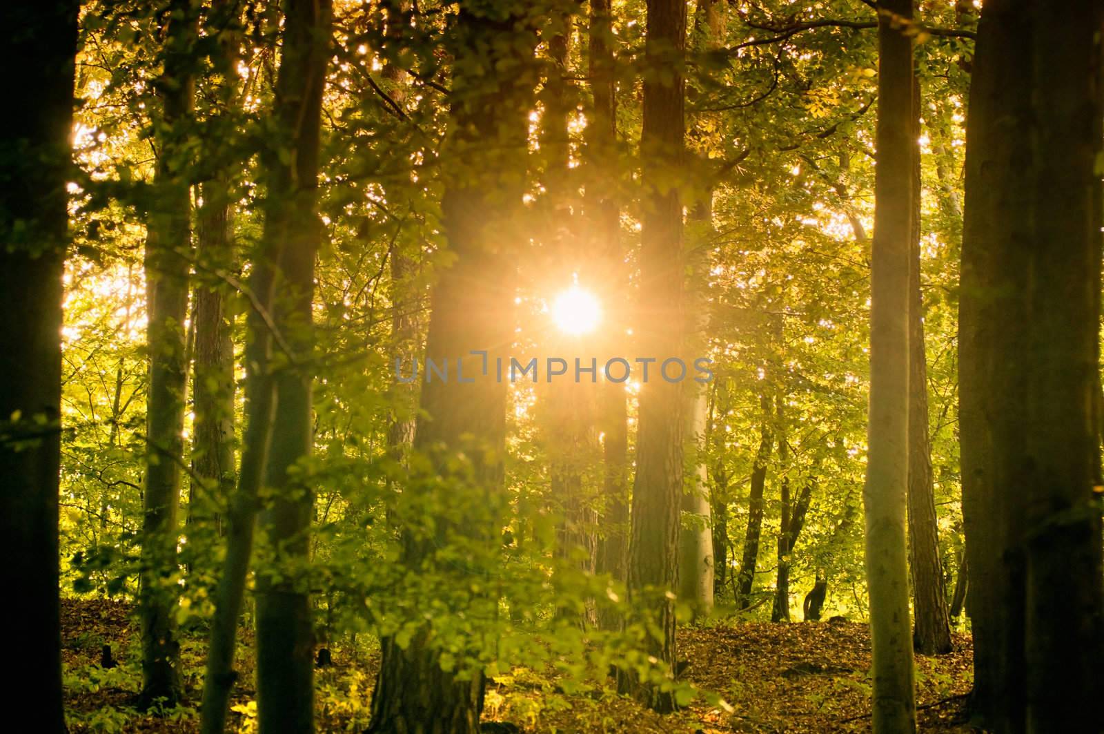 Sun shining through trees in a Forest