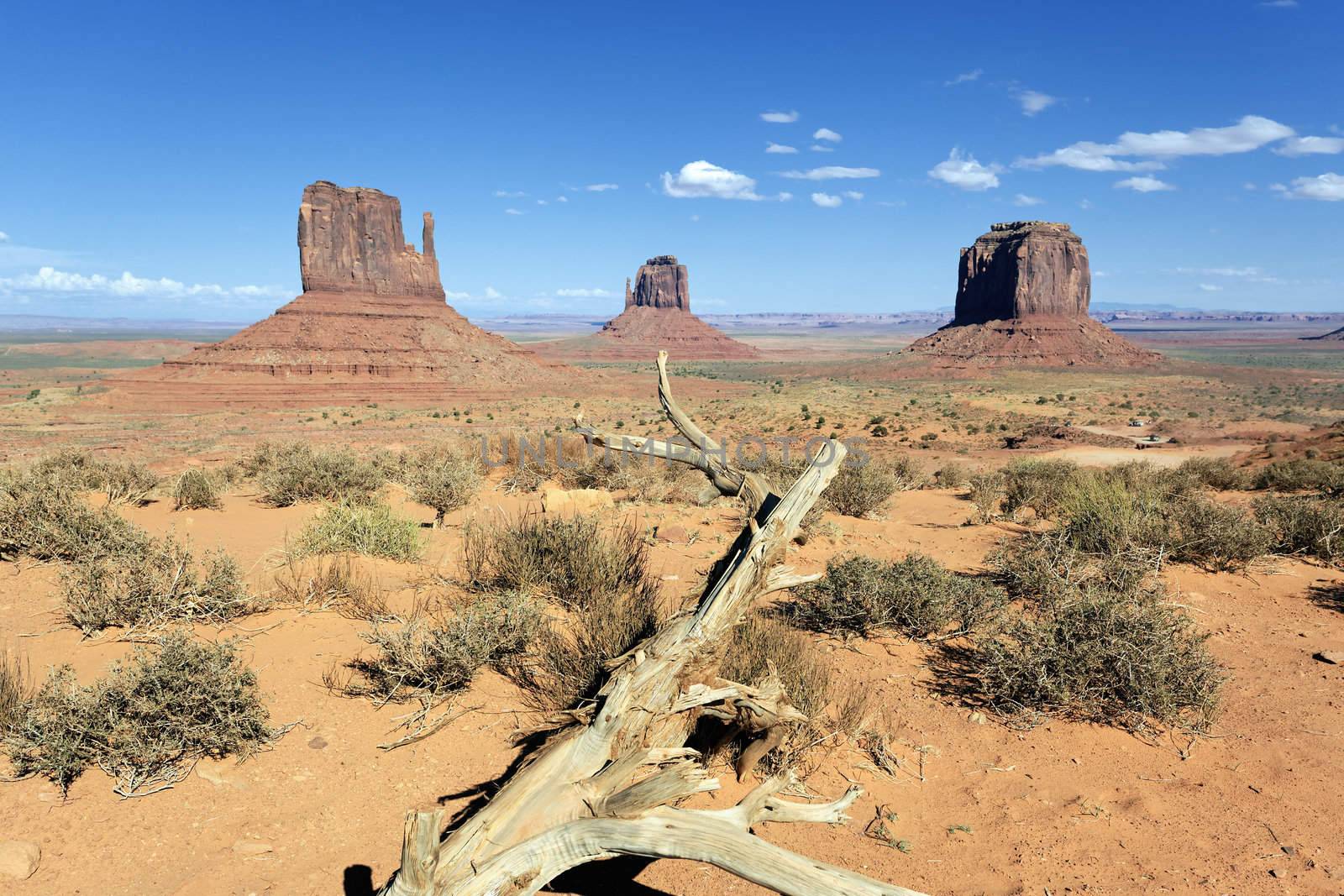 dead wood at Monument Valley, USA